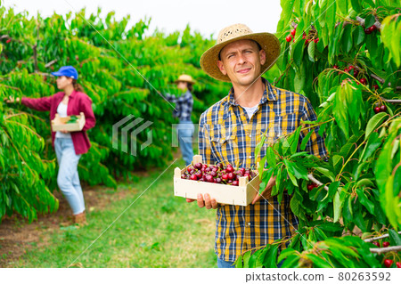 Man holding box with sweet cherry Man holding box with sweet cherry 80263592
