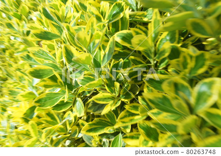 光之籬笆金正崎 80263748