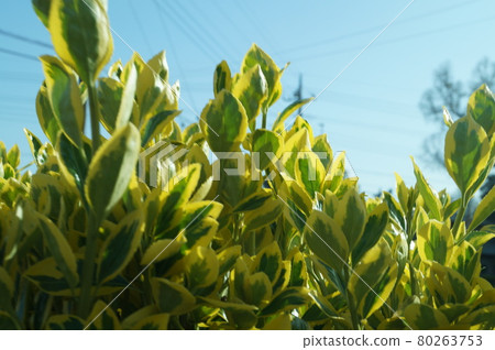 Kinmasaki 接收光 80263753