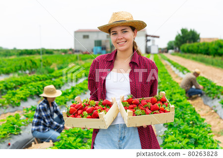 Woman posing on field with gathered strawberry Woman posing on field with gathered strawberry 80263828