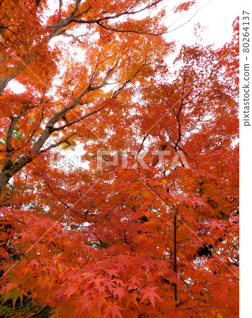 Autumn leaves of Satsukiyama dyed in bright red 80264137