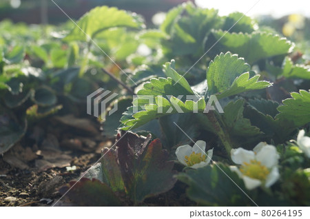 落在草莓地的光 80264195