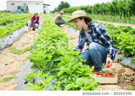 Female farmer gathering crop of strawberries on farm field 80264300