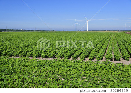 Photographing the scenery of a soybean field with lush foliage in Esashi, Hokkaido in the summer 80264529