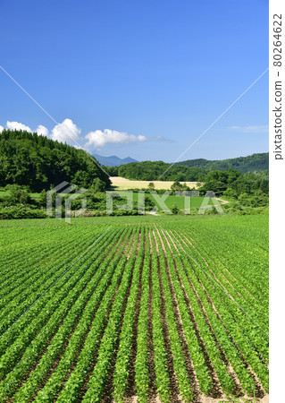 夏天拍攝北海道厚生町茂密的大豆田的景色 80264622