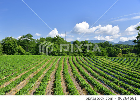 Photographing the scenery of a sweet potato field in Assabu, Hokkaido in the summer 80264661