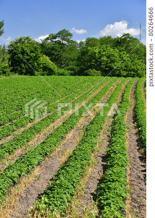 夏季拍攝北海道淺茶生的紅薯田風光 80264666