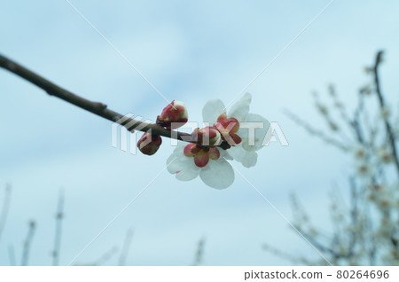 等待某事的梅花背面圖 等待某事的梅花背面圖 80264696