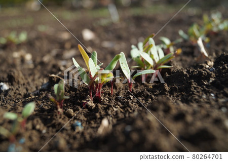 Cute germination of beets in the field Cute germination of beets in the field 80264701