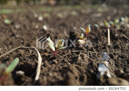 Beet germination Beet germination 80264702