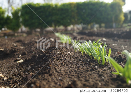 田間大量菠菜發芽 80264705