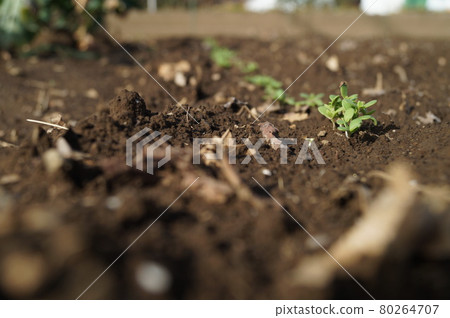 土壤和發芽的綠色 土壤和發芽的綠色 80264707