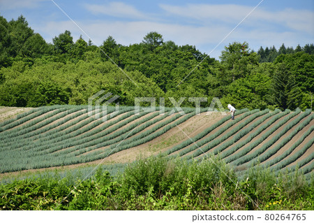 Photographing the scenery of a green onion field in Assabu, Hokkaido in the summer Photographing the scenery of a green onion field in Assabu, Hokkaido in the summer 80264765
