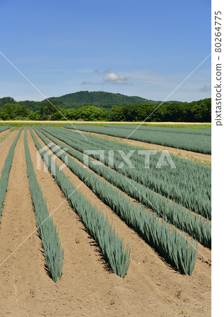 Photographing the scenery of a green onion field in Assabu, Hokkaido in the summer Photographing the scenery of a green onion field in Assabu, Hokkaido in the summer 80264775