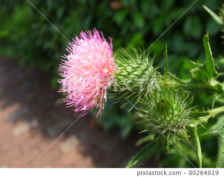American onion 80264819
