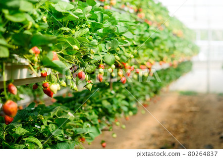 Strawberry plant bush. Strawberries in growth at garden. Ripe berries and foliage. Rows Fruit production. Smart agriculture, farm, technology concept. Greenhouse Strawberry plant bush. Strawberries in growth at garden. Ripe berries and foliage. Rows Fruit production. Smart agriculture, farm, technology concept. Greenhouse 80264837