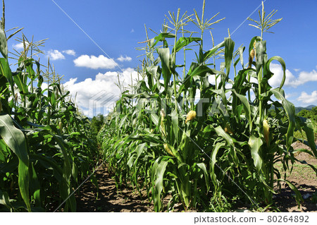 Photographing the scenery of a corn field in Assabu, Hokkaido in the summer 80264892
