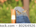 Sparrow 80264926