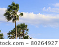 Palm tree 80264927