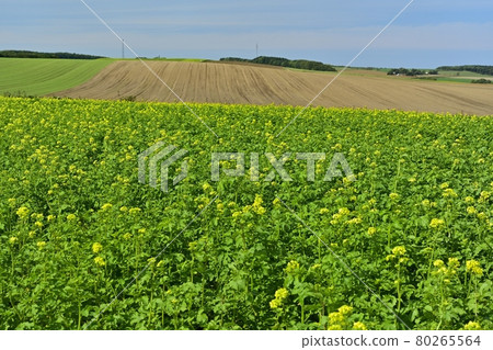 北海道所羅町的花木蘭田 80265564