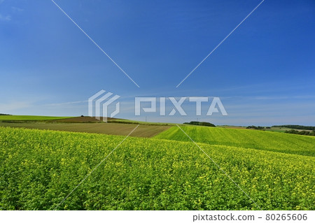 Flower-blooming kigarashi field during plow-in work in Tokoro-cho, Hokkaido 80265606