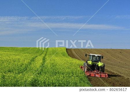 Flower-blooming kigarashi field during plow-in work in Tokoro-cho, Hokkaido 80265617