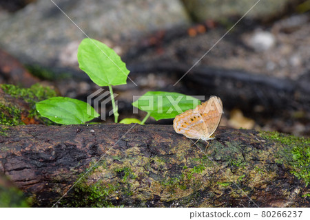 butterfly in nature butterfly in nature 80266237