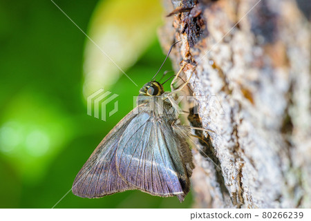 butterfly in nature butterfly in nature 80266239