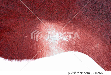 Isolated picture of a part of a dyed cow skin on a white background Isolated picture of a part of a dyed cow skin on a white background 80266350