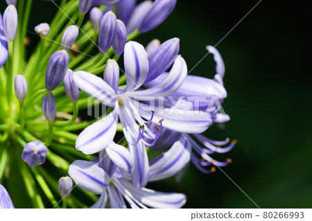 Agapanthus Agapanthus 80266993
