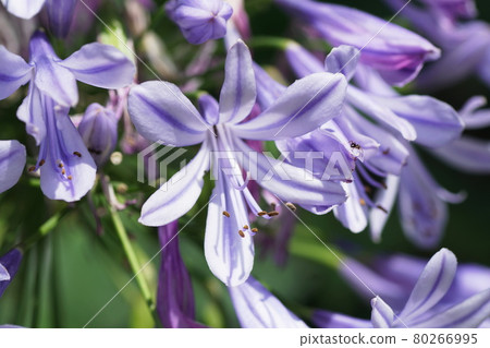 Agapanthus Agapanthus Agapanthus Agapanthus 80266995