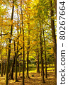 Colorful forest 80267664