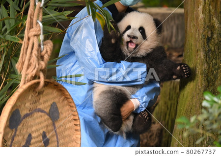 Baby gray panda carried to the keeper 80267737
