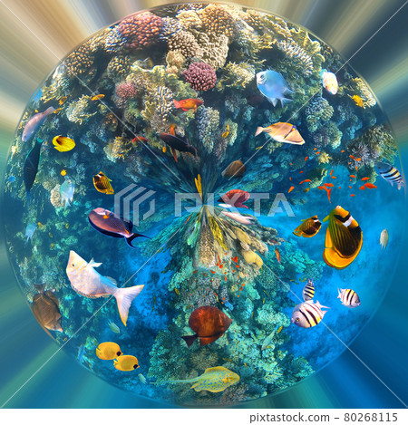 Underwater Colorful Tropical Fishes. 80268115