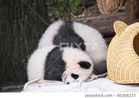 Baby gray panda taking a nap Baby gray panda taking a nap 80268233