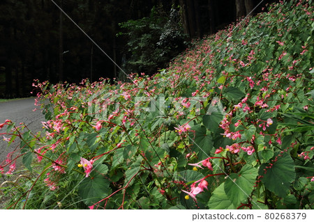 Begonia grandis in Koshigoe, Ogawa-cho Begonia grandis in Koshigoe, Ogawa-cho 80268379
