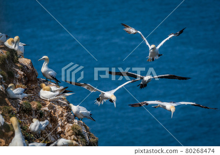 Northern Gannets Diving UK Northern Gannets Diving UK 80268474