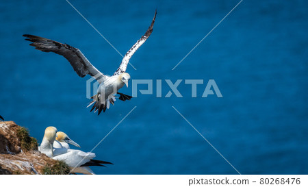 Northern Gannets Diving UK Northern Gannets Diving UK 80268476