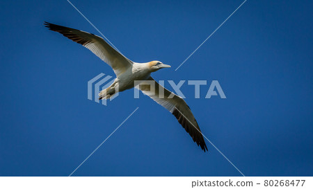 Northern Gannets Diving UK Northern Gannets Diving UK 80268477