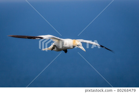 Northern Gannets Diving UK Northern Gannets Diving UK 80268479
