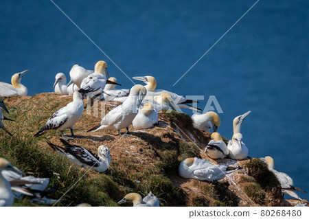Northern Gannets Diving UK Northern Gannets Diving UK 80268480