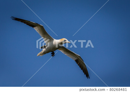 Northern Gannets Diving UK Northern Gannets Diving UK 80268481