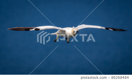 Northern Gannets Diving UK 80268484