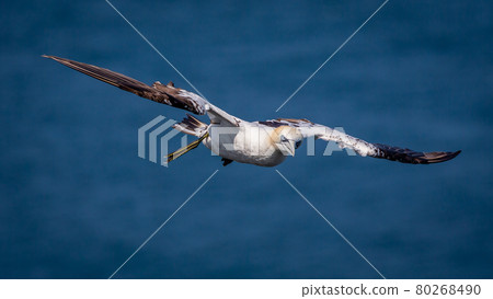 Northern Gannets Diving UK 80268490