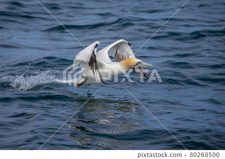 Northern Gannets Diving UK 80268500