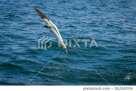 Northern Gannets Diving UK Northern Gannets Diving UK 80268504