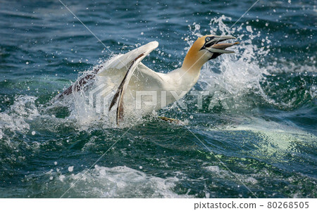 Northern Gannets Diving UK Northern Gannets Diving UK 80268505