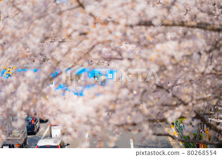 中野新井藥師的一排櫻花樹 80268554