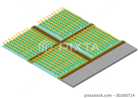 Isometric paddy fields Isometric paddy fields 80268714