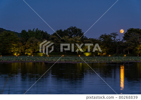 京都府京都市大覺寺觀月之夜，大澤池上出現的中秋月 80268839